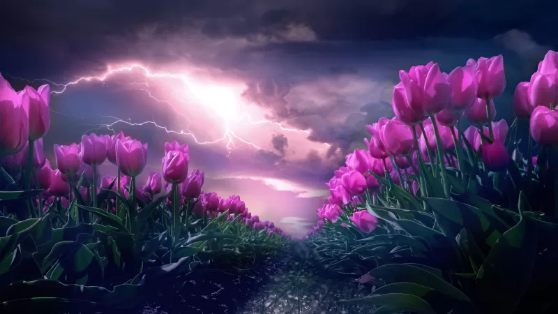 Pink tulips wallpaper, Lightning storm, Dramatic sky