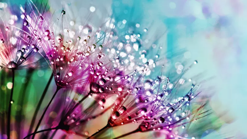 Dandelion flowers 4K, Multicolor, Colorful, Water drops, Aesthetic, 5K