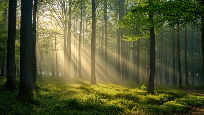 Sunbeams in green forest wallpaper, Spring woods, Morning light