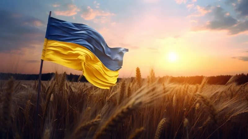 Flag of Ukraine, Wheat field, Sunset, 5K wallpaper