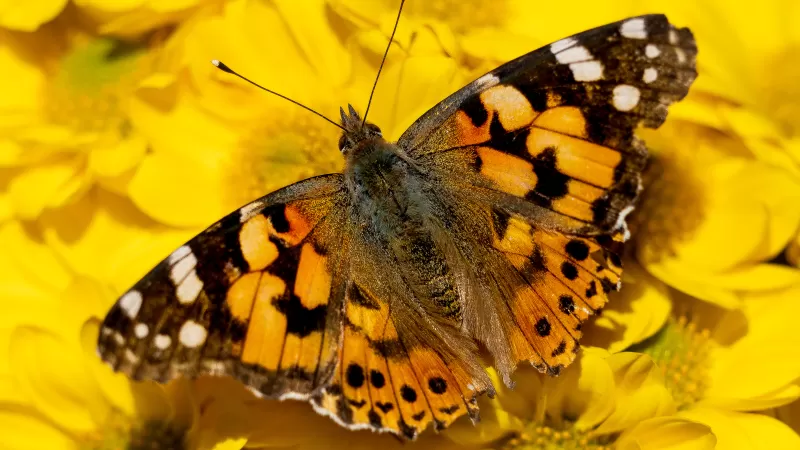 Painted Lady, Yellow flowers, Butterfly, Insects, Closeup