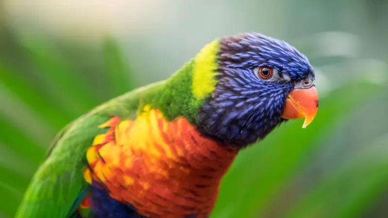 Rainbow lorikeet wallpaper, Colorful bird, Green bokeh