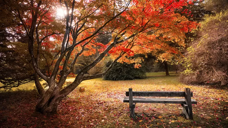 Maple trees, Autumn leaves, Wooden bench, Beautiful, Scenery, 5K
