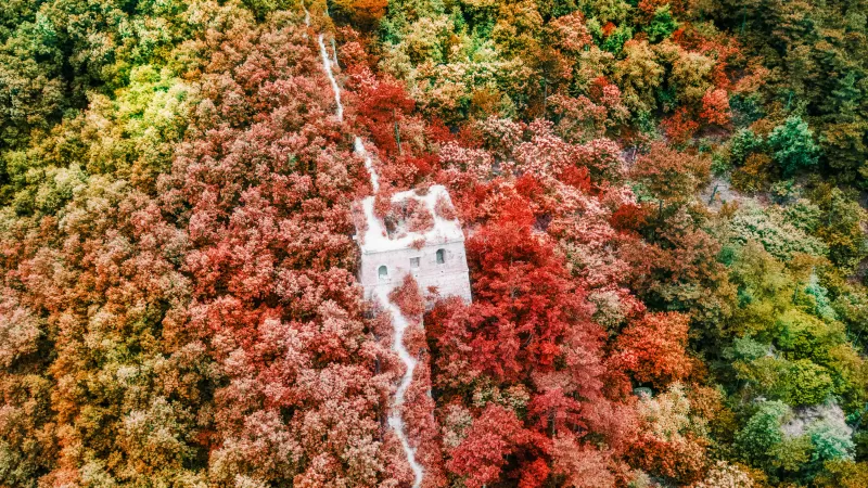 Great Wall of China, Aerial view, Red autumn forest, HD wallpaper