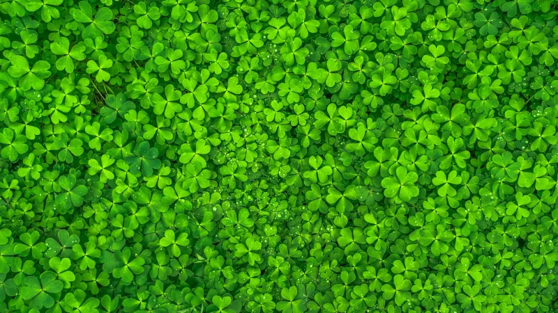 Saint Patrick's Day Leaves, Green background