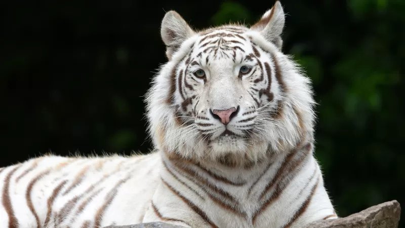 White tiger, Siberian tiger, Big cat
