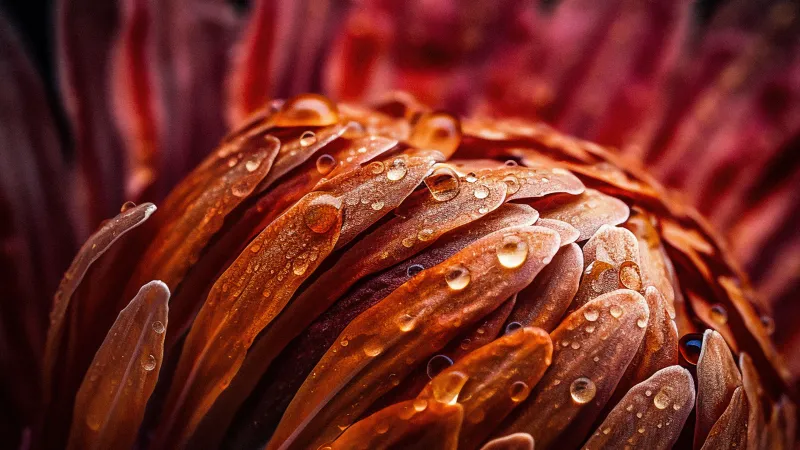 flower water droplets, macro photography, petal, stamen, pistil, nature freshness, beauty wallpaper