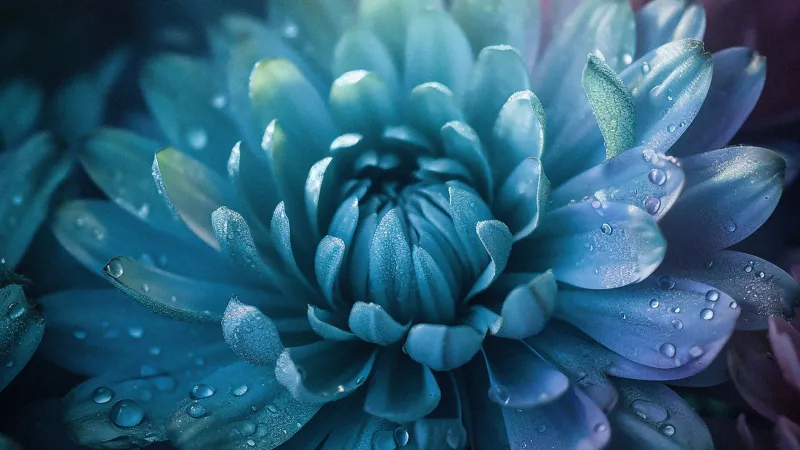 flower water droplets, macro photography, petal, stamen, pistil, nature freshness, beauty wallpaper