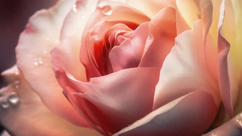 Pink rose dew drops, 4K iPad wallpaper