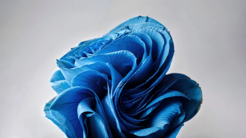 Windows 11, Desktop background 5K, Paper Art, AI art, Grey background, Blue flower, Bloom collection