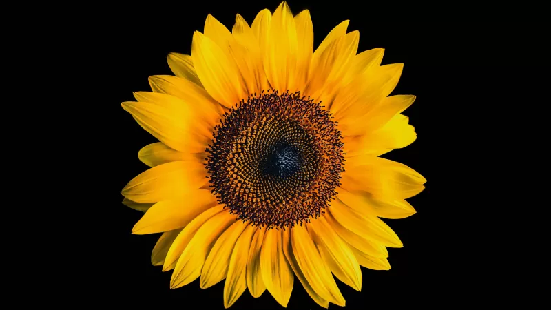 Sunflower, Black background, Yellow flower, 5K