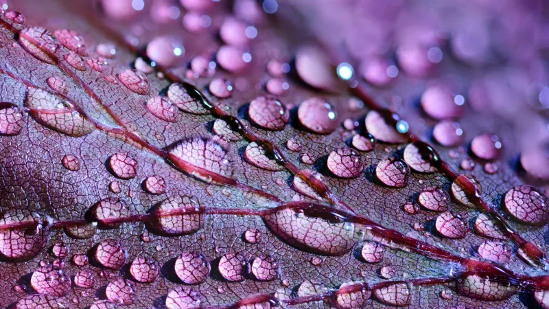 Purple leaf, Water droplets, Macro, 5K wallpaper