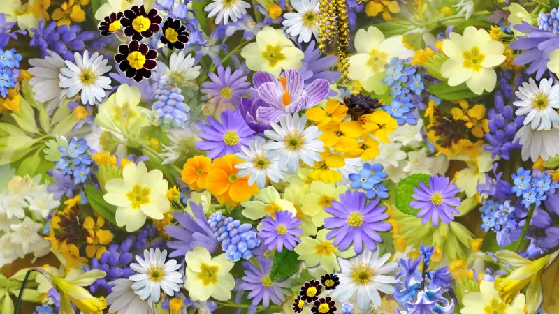 Colorful flowers, Vivid, Yellow flowers, Blossom, Bloom