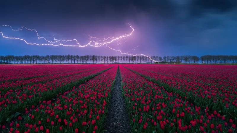 Lightning over tulip field wallpaper, Thunderstorm, Red tulips