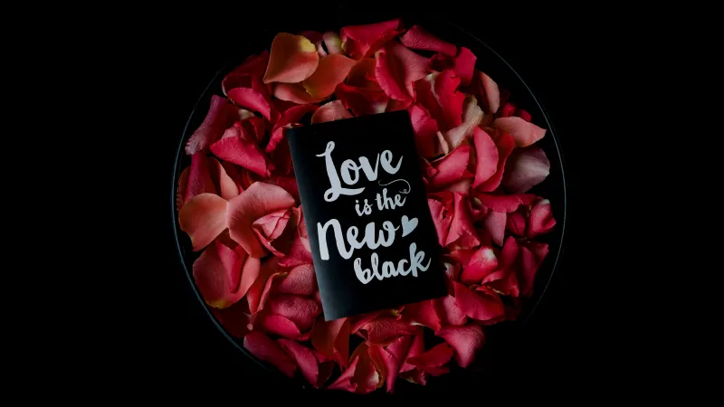 Rose Petals, Black background, 5K, 8K wallpaper