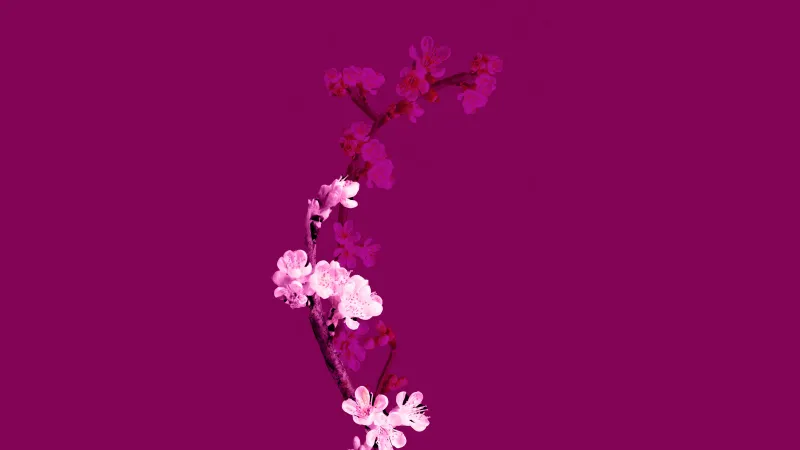 Cherry blossom, Plum Velvet, Floral, Purple aesthetic, 5K, 8K wallpaper, Minimalist