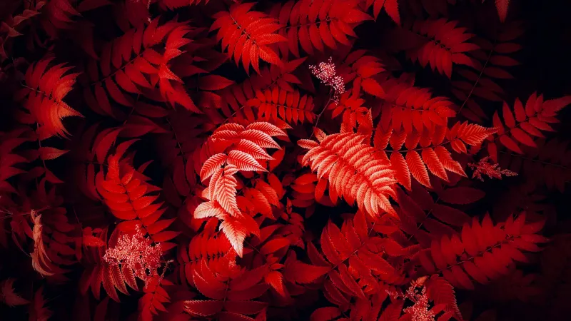 Red leaves, Foliage, Closeup Photography, Red aesthetic wallpaper