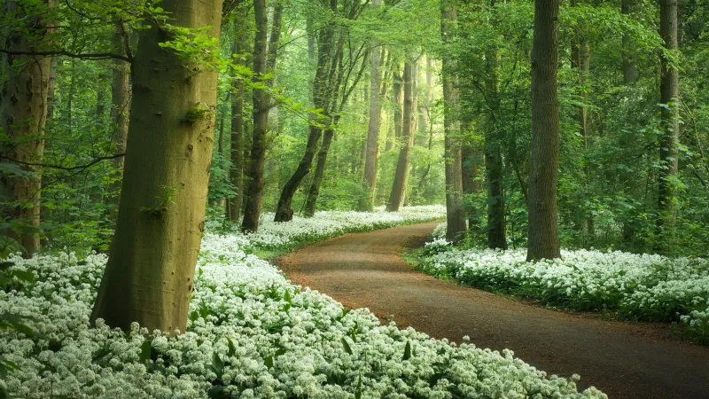 Forest path with wild garlic, White flowers, Spring, 4K wallpaper