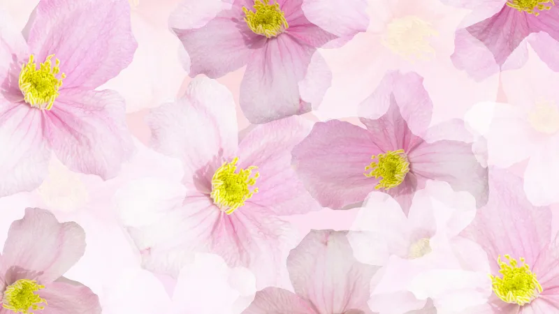 Pink blossoms wallpaper, Floral pattern, Pastel pink