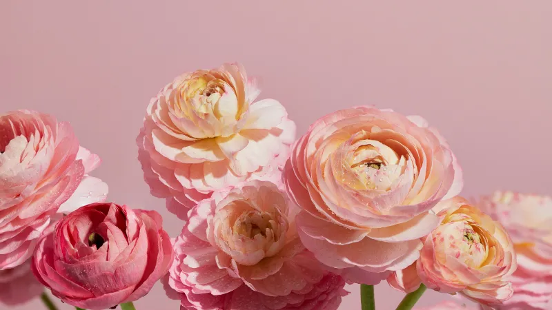 Ranunculus flowers, Pink aesthetic, Pink flowers, 5K wallpaper