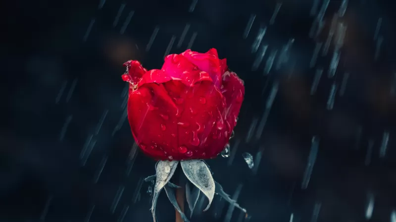 Red Rose, Rain, Water drops, Dark background, Closeup, 5K
