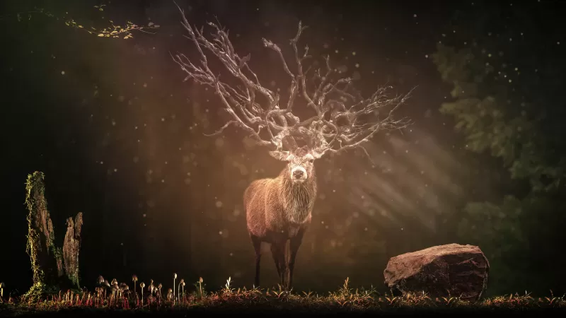 Hirsch, Deer, Forest, Sun rays, Dark background, Wildlife, Rock, 5K, 8K