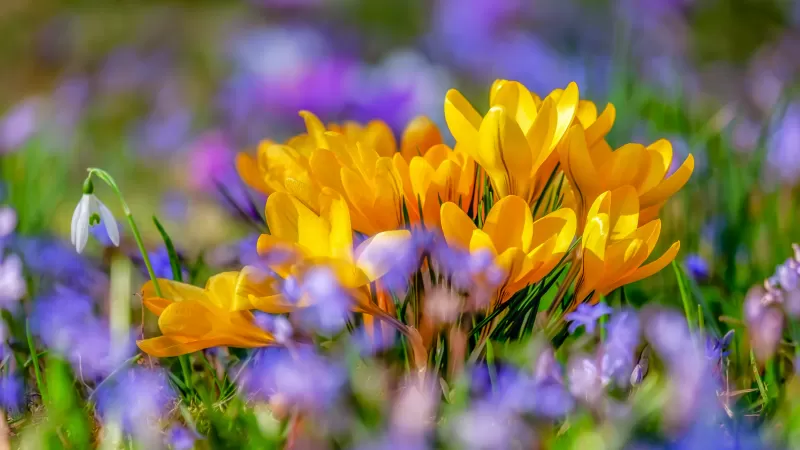 Saffron Flowers, Yellow flowers, Crocus flower, Bokeh, Colorful, 5K