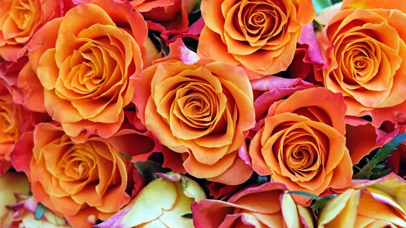 Rose flowers, Orange flowers, Bloom, Garden, Colorful, Floral, Closeup, 5K