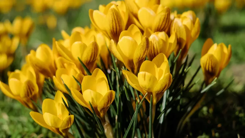 Yellow flowers, Saffron Flowers, Crocus flowers, Green Grass, Spring, Meadow, Blossom, Beautiful, 5K