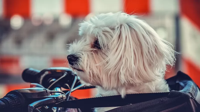 Maltese Dog, White, Motorcycle, Pet dog, Puppy, Cute dog, 5K