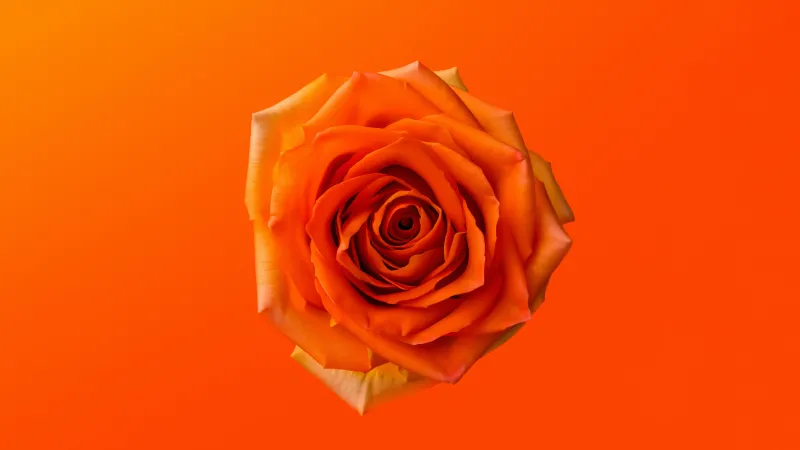 Orange Rose, Orange background 8K