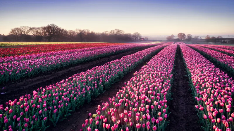 Pink tulip field wallpaper, Spring morning, Tulip rows