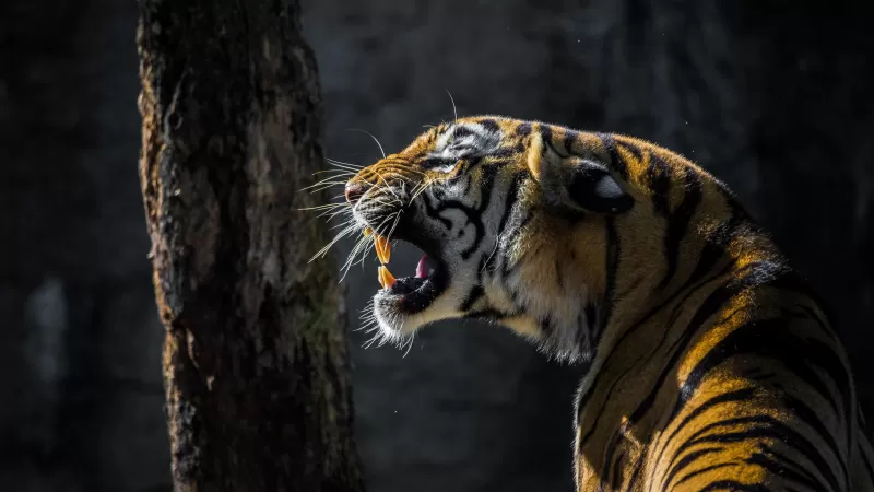 Tiger, Big cat, Roaring, Wildlife, Tree, Forest, Day light, 5K