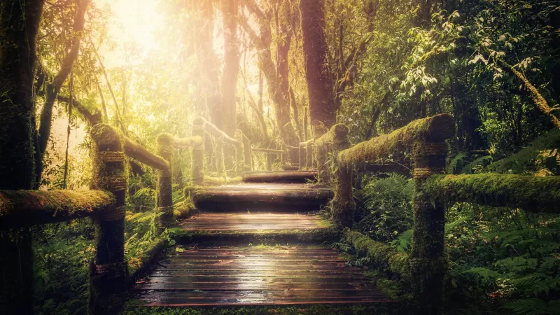 Jungle path, Wooden steps, Mossy railing, 5K wallpaper
