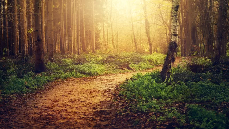 Forest trail, Golden sunlight, Birch trees, 4K wallpaper