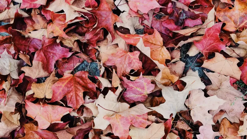 Maple leaves, Purple, Daytime, Fallen Leaves, Foliage, Autumn leaves