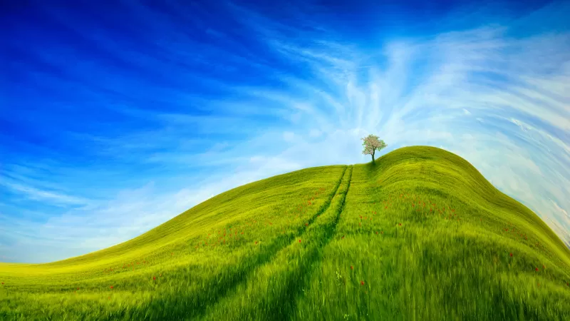 Grass Landscape, Blue Sky, Tree, Clear sky, Beautiful, Scenery, Daytime, 5K, 8K