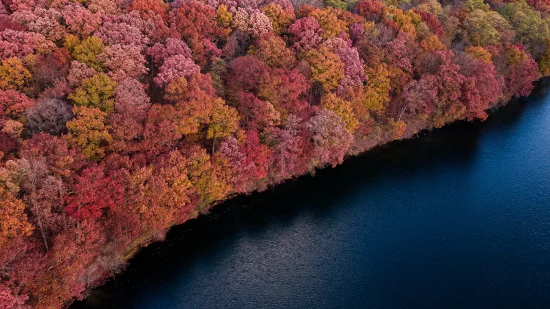 Autumn forest, Aerial view, Lakeshore, 4K wallpaper