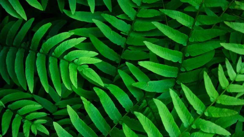 Green leaves, Ferns, Leaf Background, Spring, Closeup, 5K