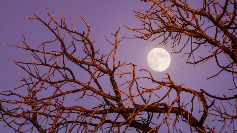 Full moon wallpaper, Bare branches, Purple twilight