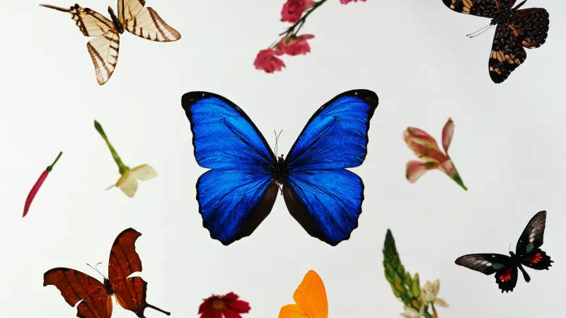 Butterflies, Windows XP wallpaper