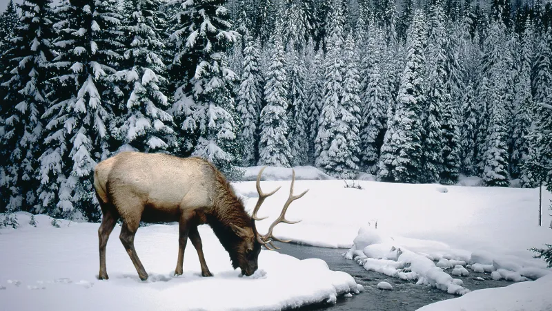 Reindeer, Winter forest, Windows XP wallpaper