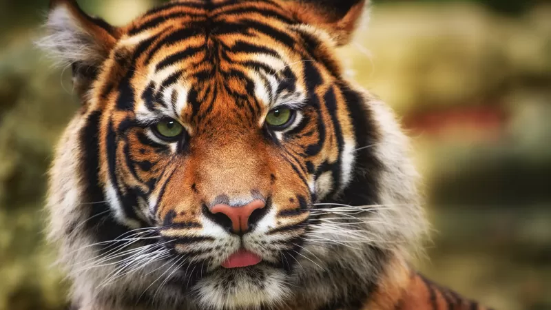 Tiger, Big cat, Wildlife, Closeup, Predator, 5K