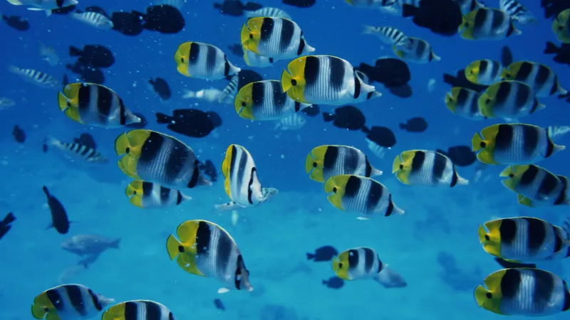 Underwater fishes, Windows XP wallpaper