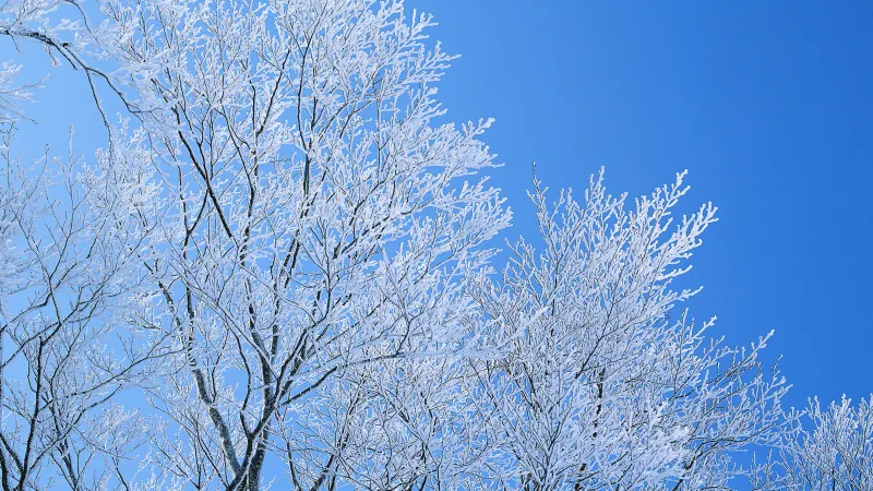 Frosted trees, Windows XP wallpaper