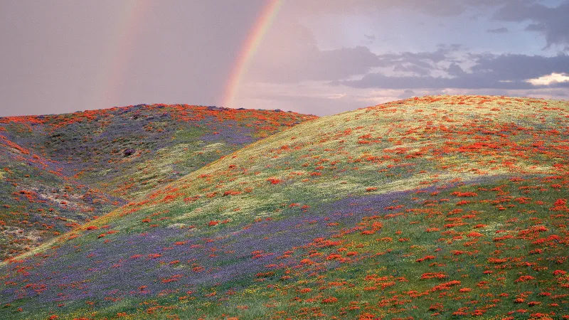 Rainbow landscape, Windows XP wallpaper