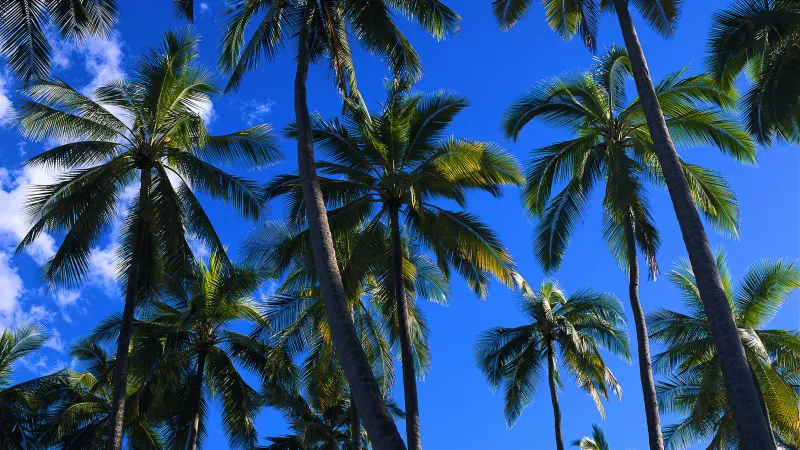 Palm trees, Windows XP wallpaper