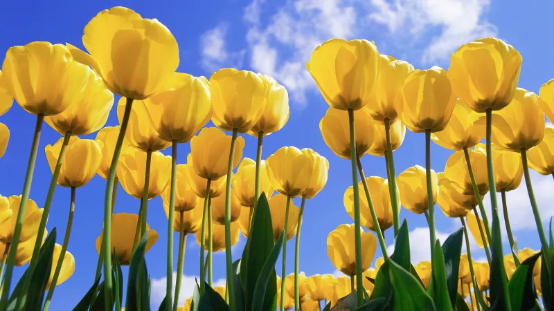 Yellow tulips, Windows XP wallpaper