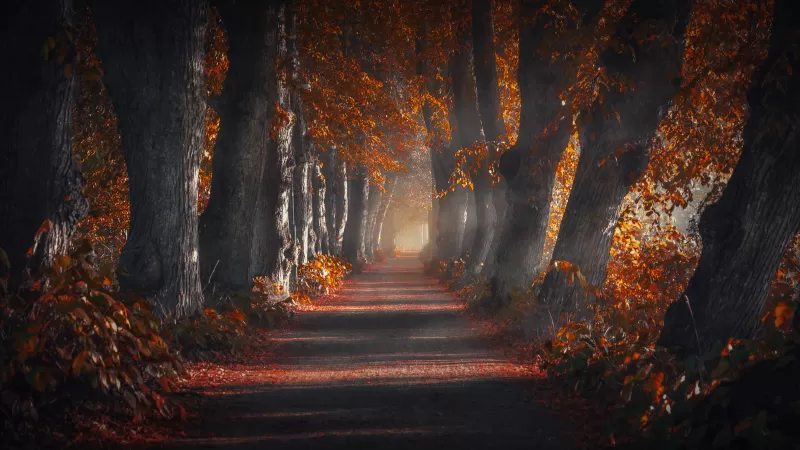 Pathway, Forest, Autumn leaves, Trees, Woods, Sun rays, Trunk