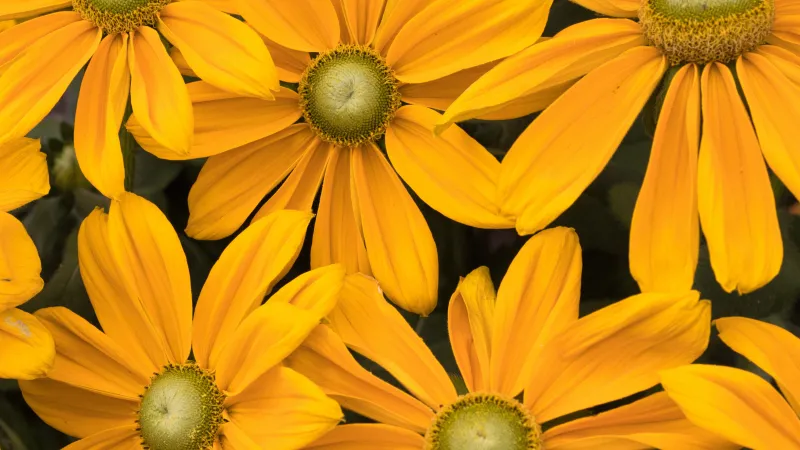 Yellow coneflowers wallpaper, Macro, Summer bloom